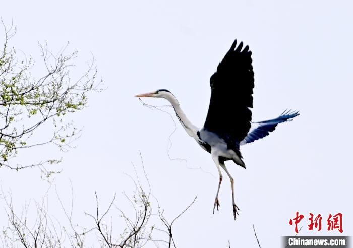 蒼鷺在覓食嬉戲?！“苍?攝