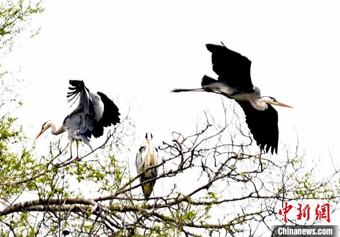 蒼鷺在覓食嬉戲。　安源 攝
