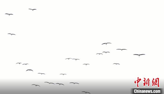 遷徙北歸?！√烊h融媒體中心 供圖