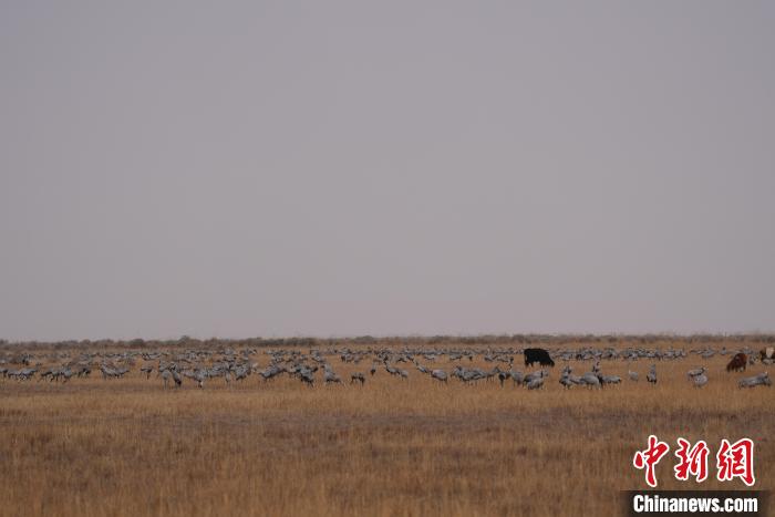 圖為草原上棲息的灰鶴?！∠葘m 攝