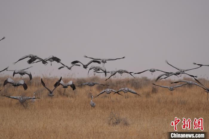 青海都蘭成群灰鶴匯集，場面壯觀