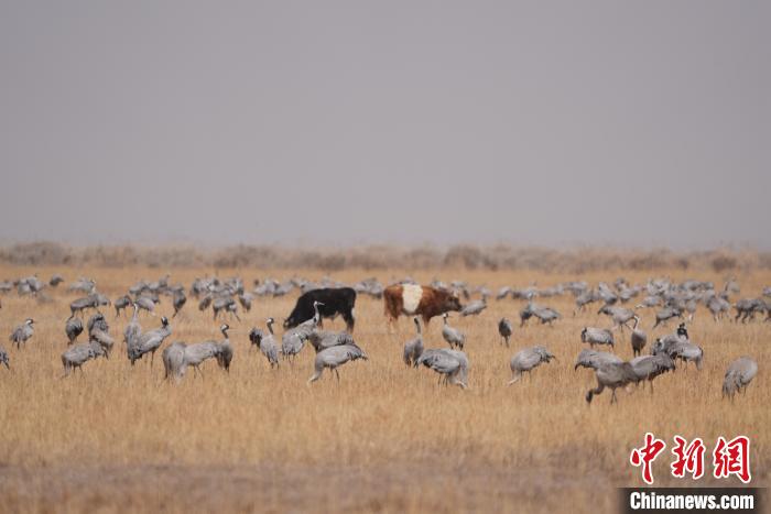 圖為草原上棲息的灰鶴?！∠葘m 攝