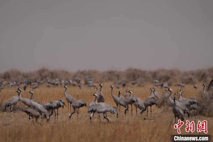 圖為灰鶴?！∠葘m 攝