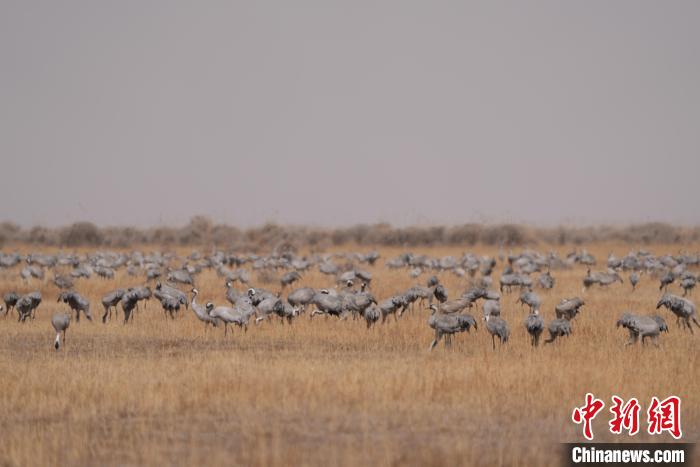 圖為密集分布的灰鶴?！∠葘m 攝