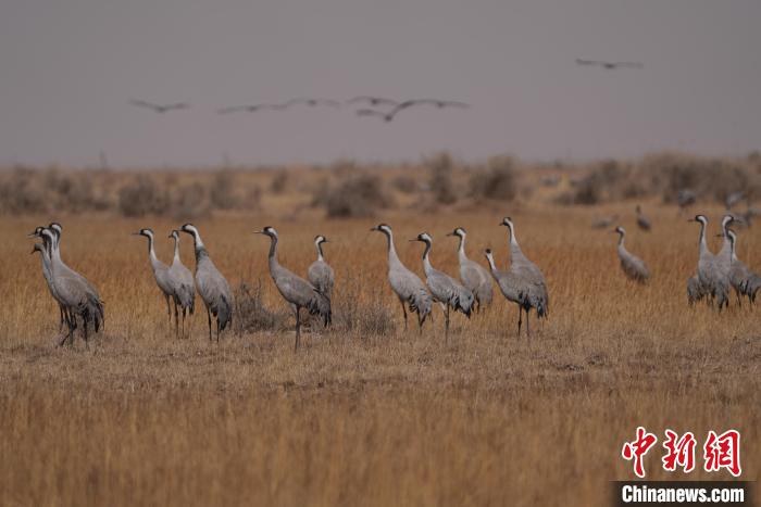 圖為灰鶴?！∠葘m 攝