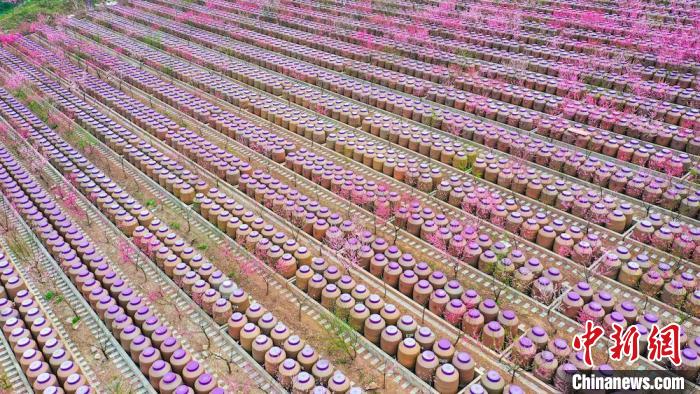 灼灼桃花惹人醉?！㈡?攝