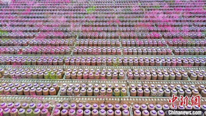 桃花和酒壇相映成趣?！㈡?攝