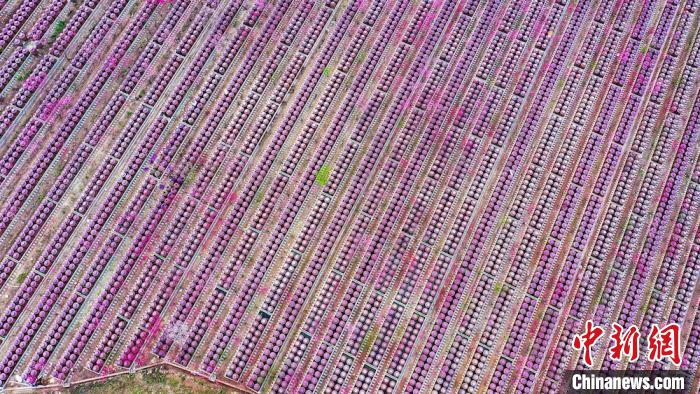 桃花和酒壇相映成趣。　劉媛 攝