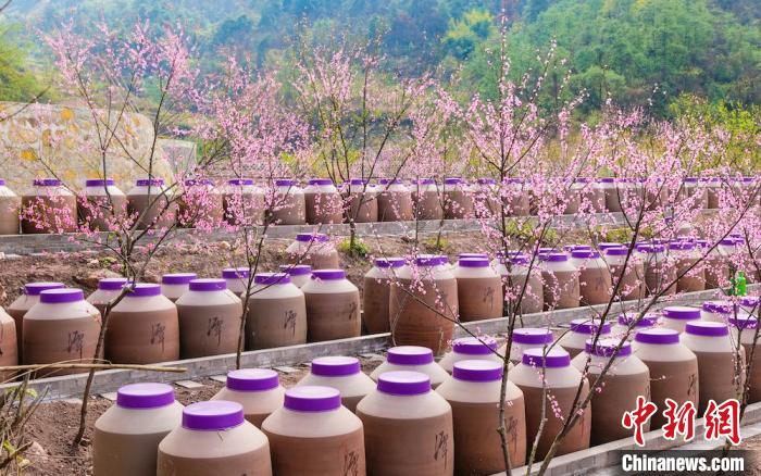 桃花和酒壇相映成趣?！∫足?攝