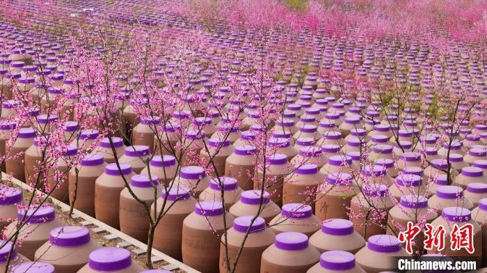 桃花和酒壇相映成趣?！∫足?攝