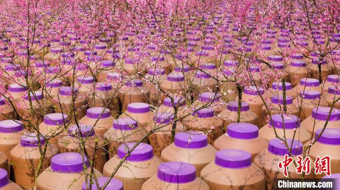 桃花和酒壇相映成趣?！∫足?攝