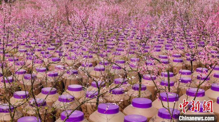 灼灼桃花惹人醉?！∫足?攝