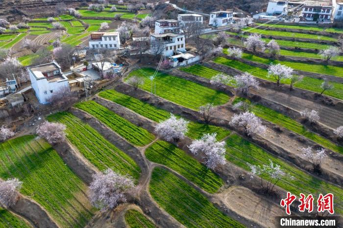 白松鎮(zhèn)層層麥田綠意盎然，與桃林構(gòu)成一幅美麗的鄉(xiāng)村畫卷?！⒅铱?攝