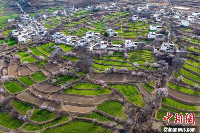 白松鎮(zhèn)桃花林中的白藏房。　劉忠俊 攝