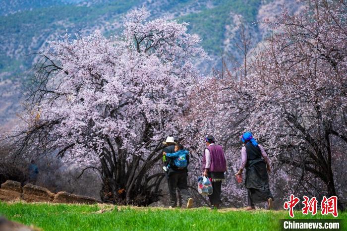 行走在麥田和桃樹下的白松鎮(zhèn)村民?！⒅铱?攝
