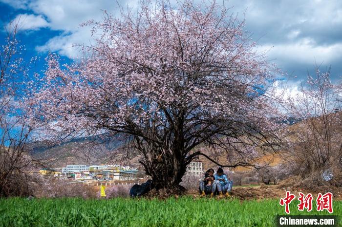 桃花樹下兩名女孩正在玩手機(jī)?！⒅铱?攝