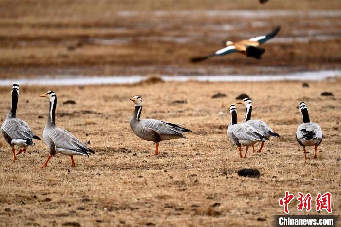 圖為成群的斑頭雁?！“?攝