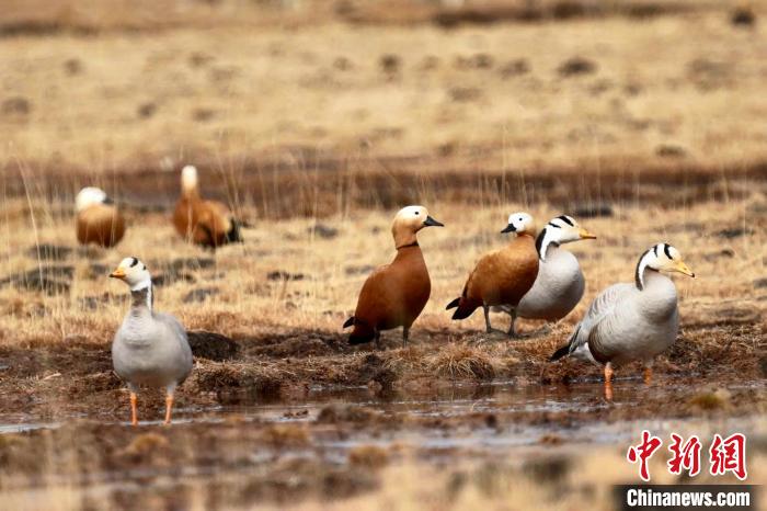 圖為斑頭雁和赤麻鴨?！“?攝