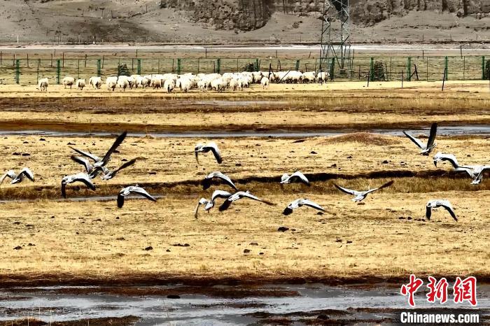 圖為斑頭雁在羊群邊飛翔?！“?攝