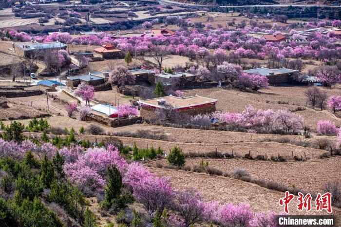 道孚麻灣村房前屋后的杏花繞村怒放?！『涡秀?攝