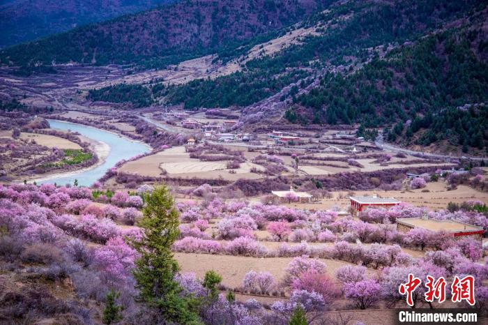 道孚縣麻灣村上千株盛開的杏花將鄉(xiāng)村裝點(diǎn)一新?！『涡秀?攝