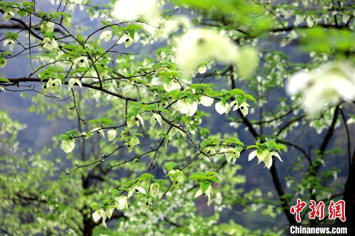 珙桐在春末夏初之際開花，花期較短。　呂楊 攝