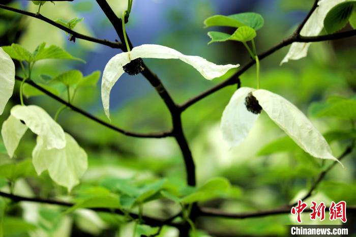 兩片潔白的花瓣隨風(fēng)搖曳就像飛翔的白鴿?！螚?攝