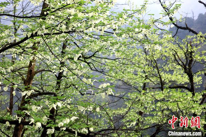 珙桐是1000萬年前新生代第三紀(jì)留下的孑遺植物，中國特有的樹種，是國家一級瀕危保護(hù)野生植物。　呂楊 攝