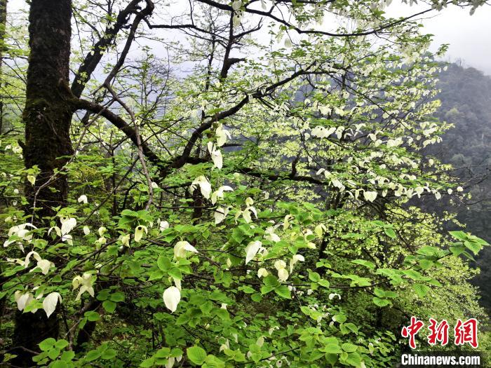 山谷兩側(cè)高大繁茂的珙桐樹?！螚?攝