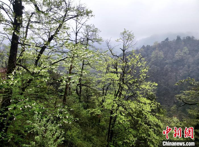 珙桐花朵潔白素雅，與青山雨霧融為一體?！螚?攝