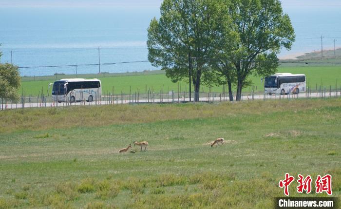 圖為成群普氏原羚在草場上愜意覓食，悠閑自在?！●R銘言 攝