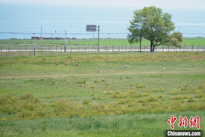圖為成群普氏原羚在草場上愜意覓食，悠閑自在。　馬銘言 攝