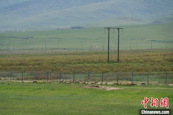 圖為成群普氏原羚在草場上愜意覓食，悠閑自在?！●R銘言 攝