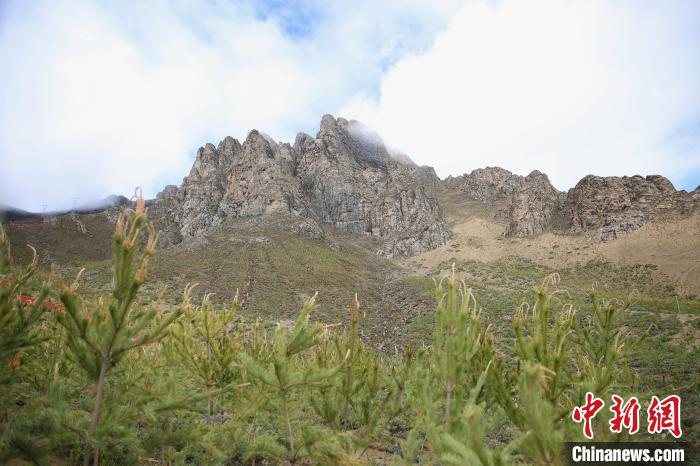 圖為拉薩南北山綠化工程拉薩曲水縣才納村5號片區(qū)。　貢確 攝