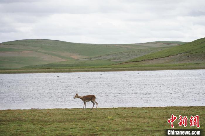 圖為藏原羚在扎陵湖岸畔悠閑漫步?！●R銘言 攝