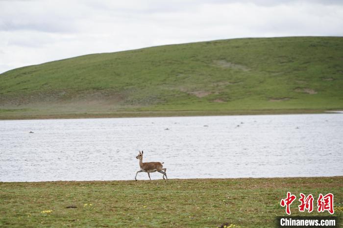 圖為藏原羚在扎陵湖岸畔悠閑漫步。　馬銘言 攝