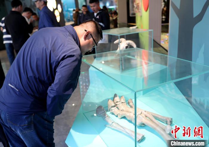 圖為臺商在祁連山國家公園生態(tài)科普館內(nèi)觀看標(biāo)本。　薛蒂 攝