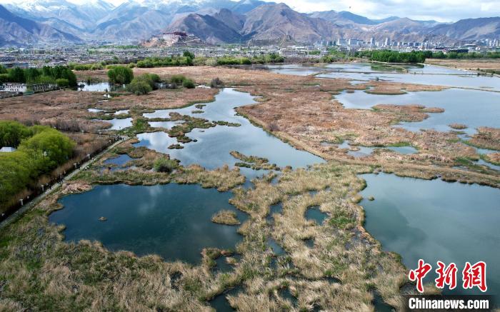 圖為拉薩拉魯濕地。(無人機(jī)照片) 李林 攝