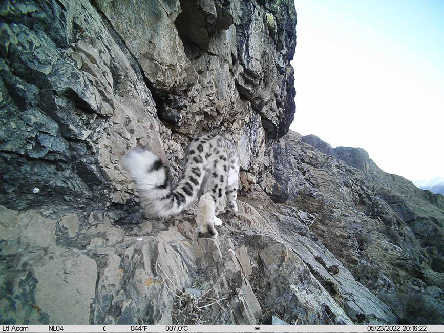 雪豹影像。山水自然保護(hù)中心供圖