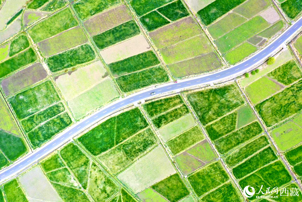 無人機視角下的西藏山南市瓊結(jié)農(nóng)田。人民網(wǎng)記者 次仁羅布攝