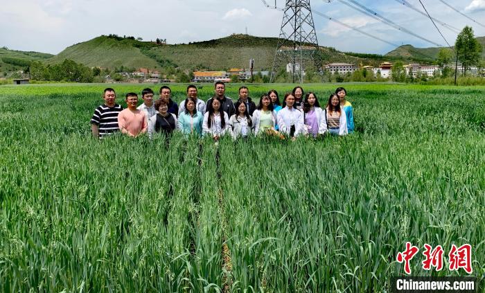 青海：“青燕2號”燕麥、“環(huán)湖”老芒麥等通過國家級審定