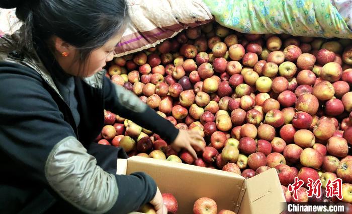 圖為通麥村村民巴桑拉姆精心挑選蘋果進行裝箱。　貢桑拉姆 攝