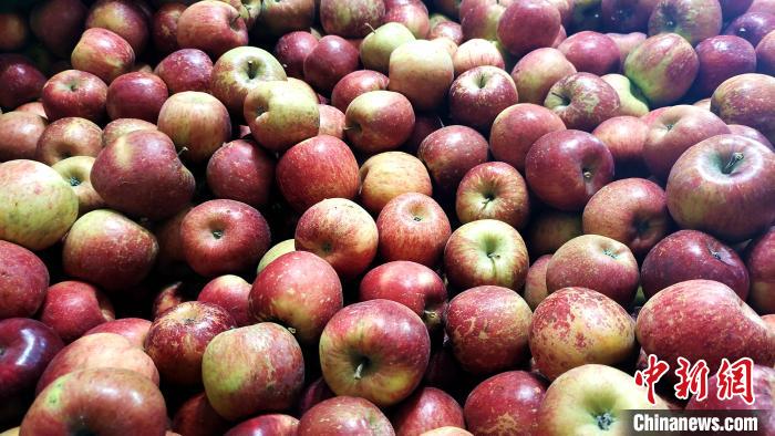 圖為通麥村村民巴桑拉姆家待裝箱的蘋果?！∝暽＠?攝