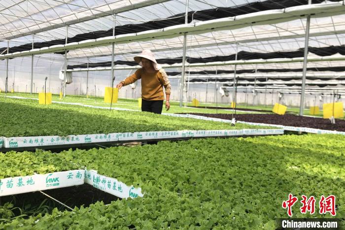 圖為會(huì)澤現(xiàn)代化農(nóng)業(yè)產(chǎn)業(yè)扶貧基地內(nèi)，貧困戶成為了產(chǎn)業(yè)工人。　繆超 攝