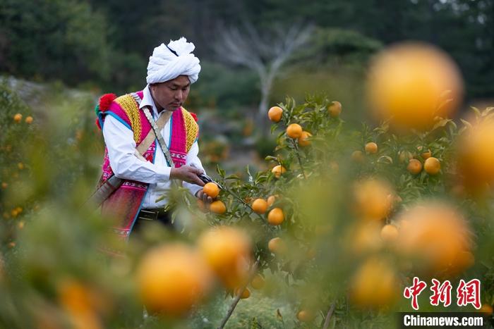 1月29日，京都村村民在柑橘園中采摘柑橘。<a target='_blank' ><p  align=