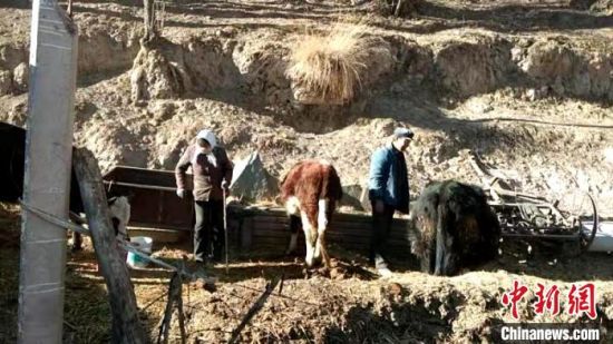 圖為孔繁福夫妻正在收拾牛圈。　李雋　攝
