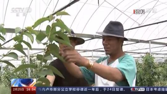 種蘑菇、養(yǎng)駱駝...。。特色產(chǎn)業(yè)助力鄉(xiāng)村振興走新路