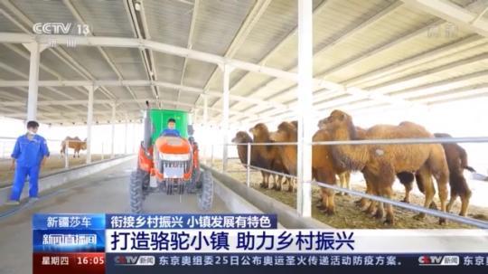 種蘑菇、養(yǎng)駱駝...。。特色產(chǎn)業(yè)助力鄉(xiāng)村振興走新路