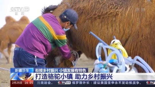 種蘑菇、養(yǎng)駱駝...。。特色產(chǎn)業(yè)助力鄉(xiāng)村振興走新路