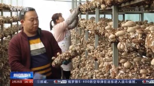 種蘑菇、養(yǎng)駱駝...。。特色產(chǎn)業(yè)助力鄉(xiāng)村振興走新路